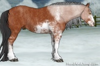 Horse Color:Bay Sabino Rabicano  Brindle