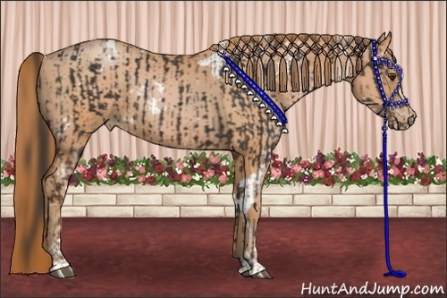 Horse Color:White Spotted Liver Chestnut Sabino  and White Spotted Bay Pearl Sabino Rabicano 