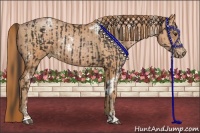 Horse Color:White Spotted Liver Chestnut Sabino  and White Spotted Bay Pearl Sabino Rabicano 