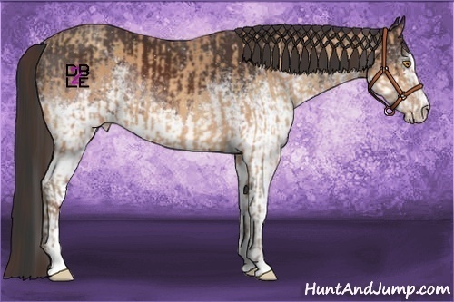 Horse Color:Amber Champagne Sabino Rabicano and White Spotted Brown Sabino Rabicano