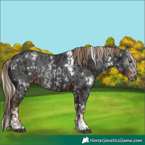 Horse Color:White Spotted Liver Chestnut Mushroom Sabino Rabicano  and White Spotted Liver Chestnut Sabino Rabicano 
