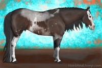Horse Color:White Spotted Bay Splash Rabicano and White Spotted Bay Splash Rabicano