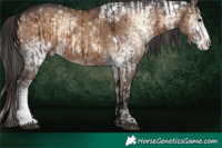 Horse Color:White Spotted Brown Onyx Sabino Rabicano Brindle  and White Spotted Liver Red Dun Brindle 