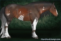 Horse Color:White Spotted Brown Rabicano and White Spotted Liver Chestnut Sabino Rabicano
