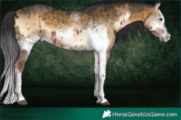Horse Color:White Spotted Liver Red Dun Onyx Sabino Rabicano Brindle  and White Spotted Buckskin Dun Brindle 