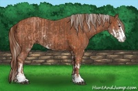 Horse Color:Silver Bay Sabino Rabicano  and Chestnut Sabino Rabicano 