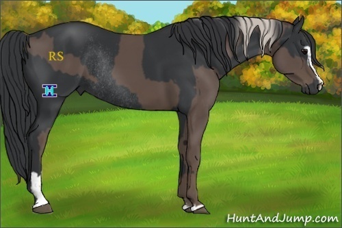 Horse Color:Silver Black Sabino Rabicano  and Black Sabino Rabicano 