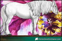 Horse Color:White Spotted Silver Brown Pearl Dun Sabino Near Leopard Rabicano  and White Spotted Silver Brown Pearl Dun Sabino Near Leopard Rabicano 