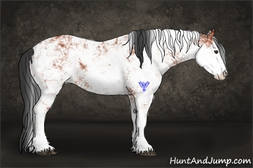 Horse Color:Bay Sabino Rabicano  Brindle