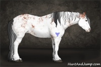 Horse Color:Bay Sabino Rabicano Brindle