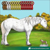 Horse Color:White Spotted Chocolate Palomino Mushroom Sabino Rabicano  and White Spotted Chocolate Palomino Sabino Rabicano 