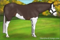 Horse Color:Liver Chestnut Splash 