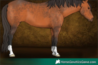 Horse Color:Brown 