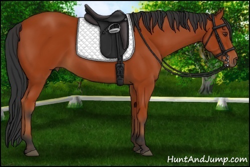 Horse Color:Bay Sabino Rabicano and Bay Sabino Rabicano