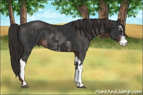 Horse Color:Liver Chestnut Sabino Rabicano  and Liver Chestnut Sabino Rabicano 