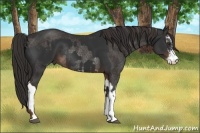Horse Color:Liver Chestnut Sabino Rabicano  and Liver Chestnut Sabino Rabicano 