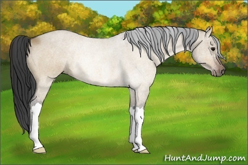Horse Color:Bay Dun Rabicano 