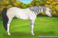 Horse Color:Bay Dun Rabicano