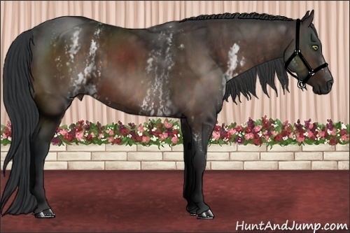 Horse Color:White Spotted Bay  Brindle