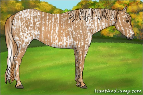 Horse Color:Gray Bay Sabino Rabicano Brindle
