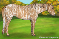 Horse Color:Gray Bay Sabino Rabicano  Brindle