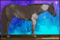 Horse Color:Liver Chestnut Sabino Rabicano  Brindle