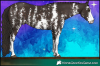 Horse Color:Liver Chestnut Sabino Rabicano  Brindle