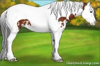 Horse Color:White Spotted Bay Splash Tobiano
