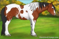 Horse Color:White Spotted Bay Tobiano