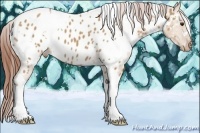 Horse Color:White Spotted Bay Dun Appaloosa 
