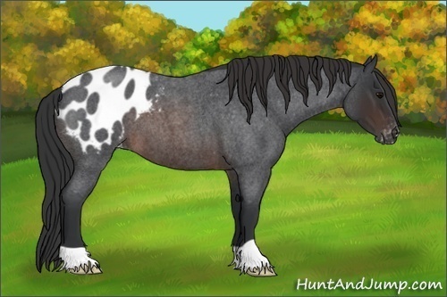 Horse Color:Brown Roan Appaloosa 