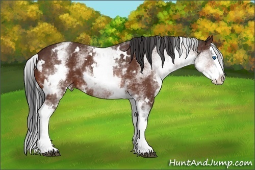 Horse Color:White Spotted Brown Splash Varnish