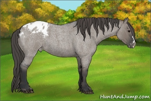 Horse Color:Grullo Roan Varnish 