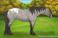 Horse Color:Grullo Roan Appaloosa 