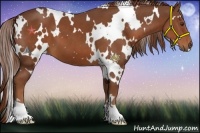 Horse Color:White Spotted Chestnut