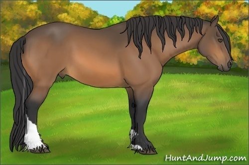 Horse Color:Buckskin Tobiano 