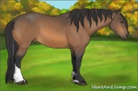 Horse Color:Buckskin Tobiano