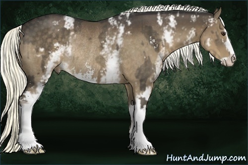 Horse Color:White Spotted Liver Chestnut Sabino Rabicano and White Spotted Liver Chestnut Sabino Rabicano