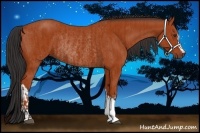 Horse Color:Bay Rabicano and Bay Rabicano