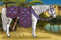 Horse Color:Silver Bay Sabino Rabicano and Silver Bay Sabino Rabicano