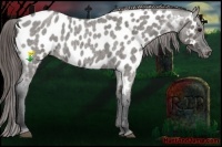 Horse Color:Grullo Roan Near Leopard 