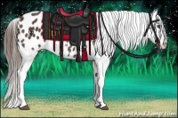 Horse Color:Liver Chestnut Appaloosa 