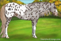 Horse Color:Liver Chestnut Appaloosa 
