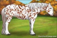 Horse Color:Bay Sabino Tobiano Appaloosa Rabicano and Bay Sabino Tobiano Appaloosa Rabicano