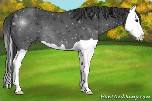 Horse Color:Smoky Black Splash 