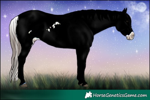 Horse Color:Blue Onyx Sabino Blanket Rabicano 