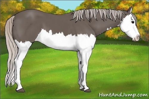 Horse Color:Silver Black Splash 