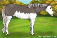 Horse Color:Silver Black Splash
