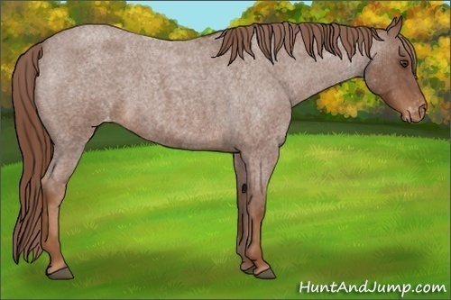Horse Color:Red Roan Varnish 