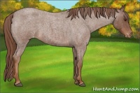Horse Color:Red Roan Varnish